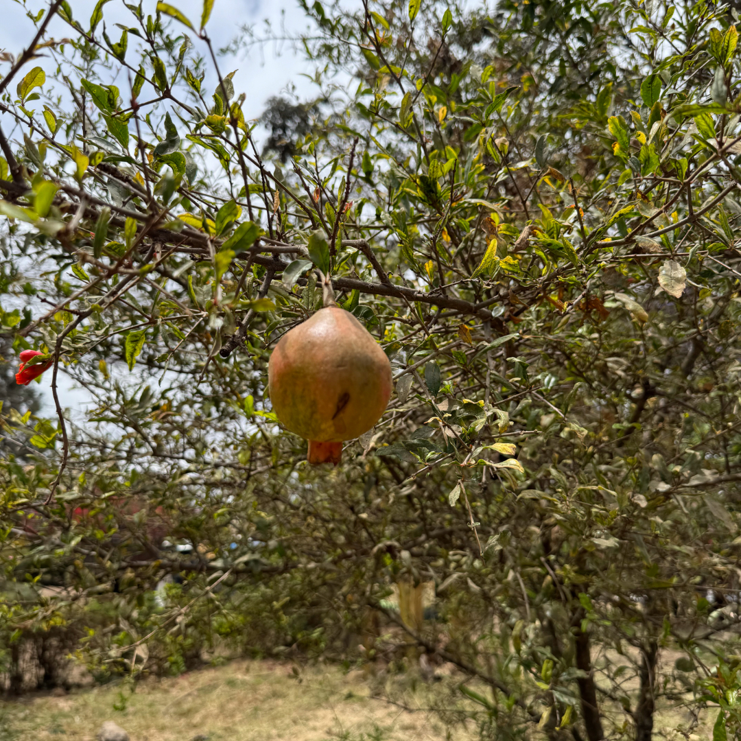 HOHI Matonyok farming 5 2024 1080x1080