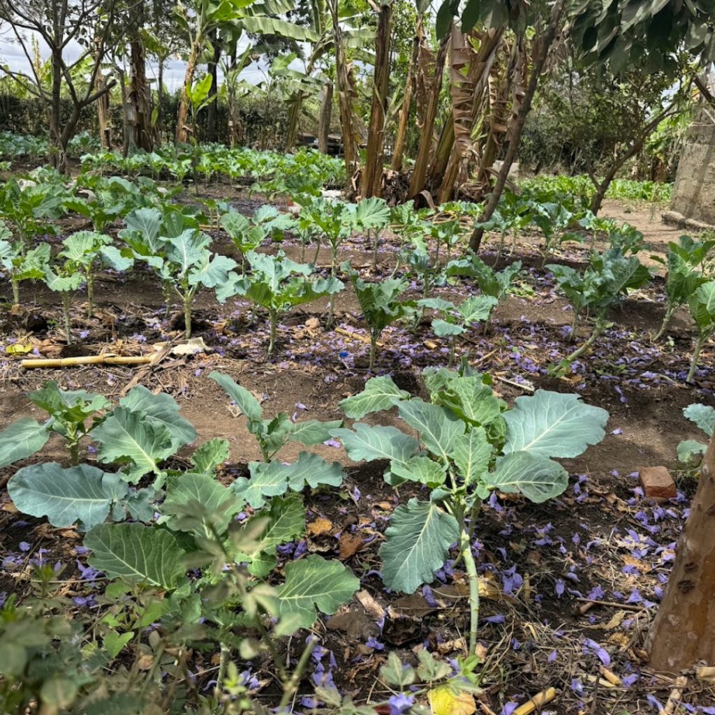 Haven of Hope Intl Partner Home Matonyok garden farming for sustainability and providing for the children