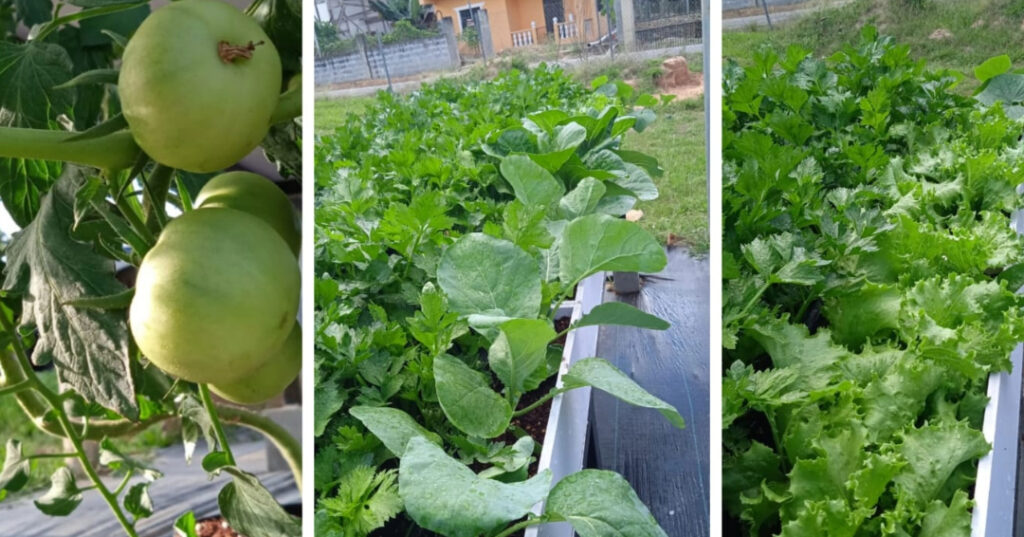 Haven of Hope Intl Raised Bed Gardens for Orphans in Peru