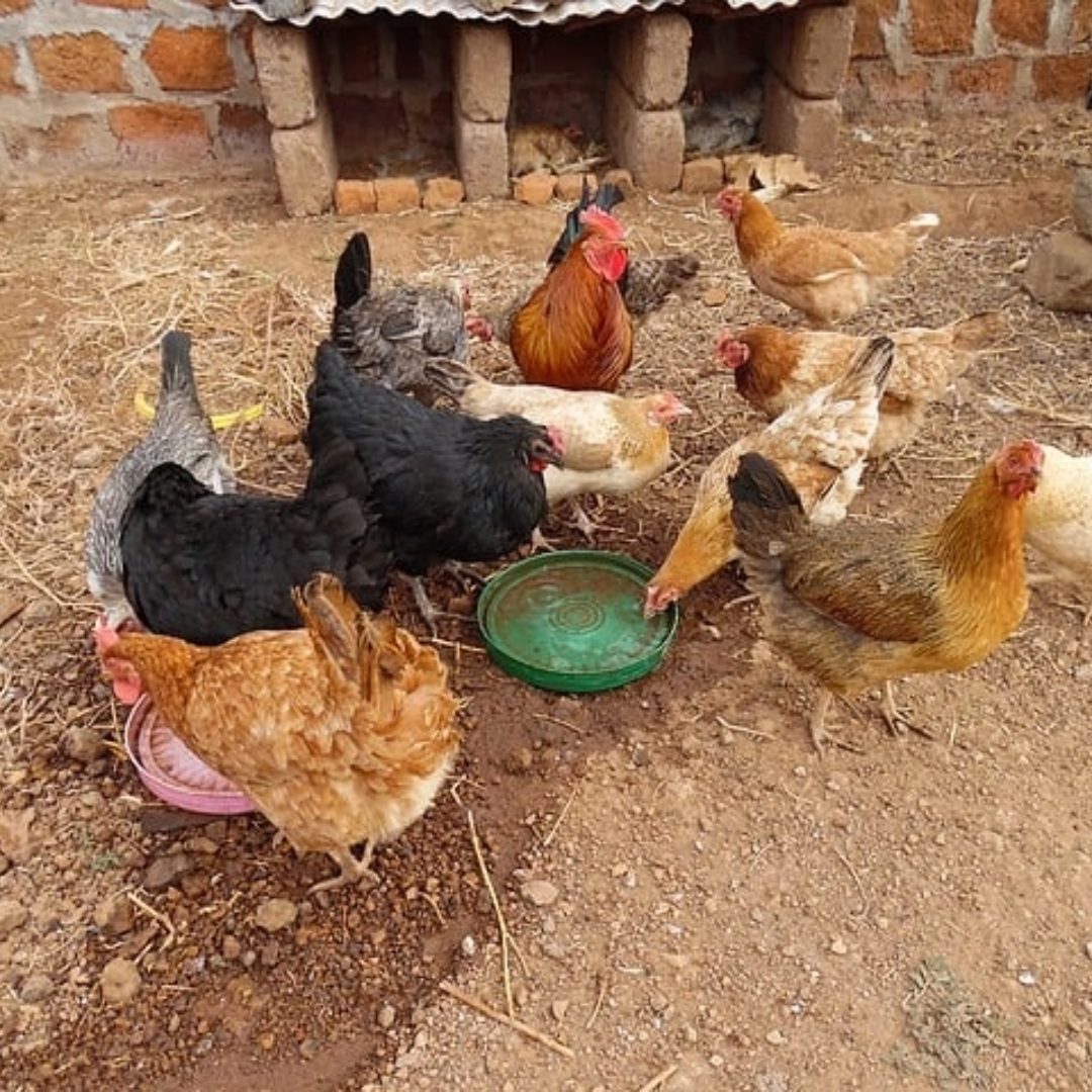 Haven of Hope Intl Partner Home Matonyok raising chickens