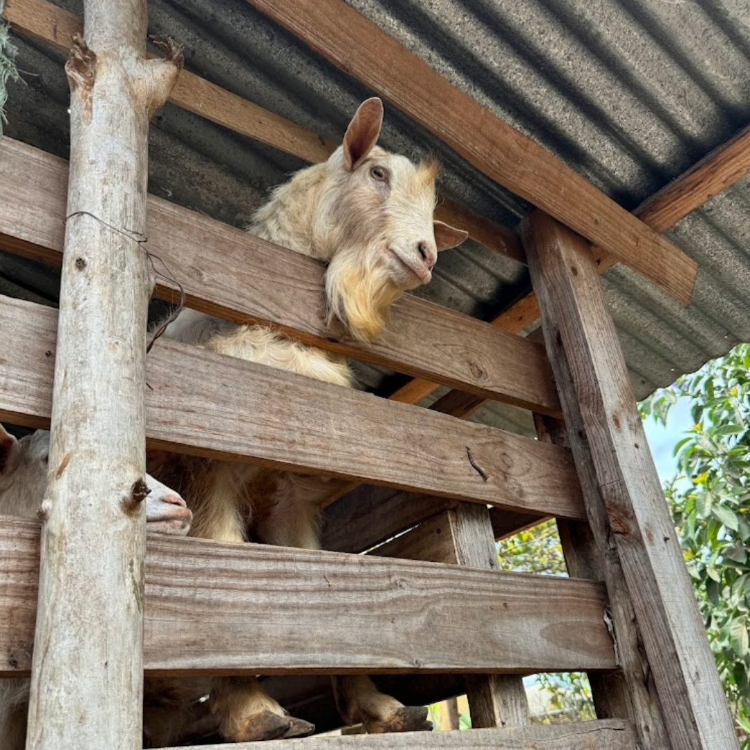 Haven of Hope Intl Partner Home Matonyok raising goats